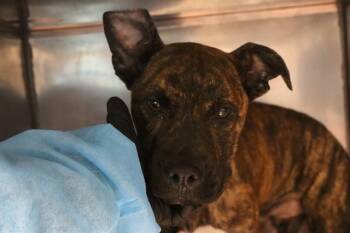 Mixed Breed Dogs Available for Adoption - LITTLE BARK | PetCurious