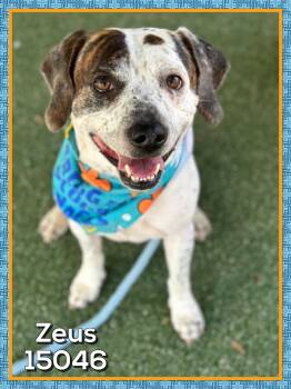 Rescue Hound Dogs for Adoption in Marietta, Georgia - ZEUS (also See SPOT) | PetCurious