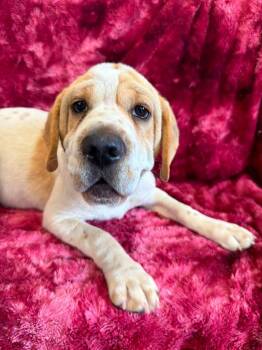 Cloud -  Mixed Breed Dog for Adoption in Lagrange, Indiana - Cloud | PetCurious