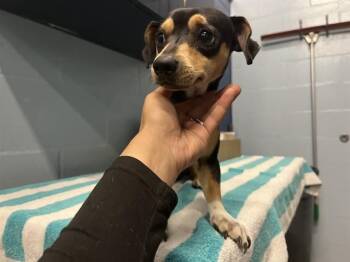 Chihuahua Dogs Available for Adoption in Fort Myers, Florida - KONA | PetCurious