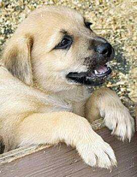Jack -  Australian Shepherd and Belgian Shepherd Laekenois Dog for Adoption in Poway, California - Jack | PetCurious