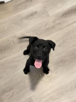 Labrador Retriever and Terrier Dogs Available for Adoption in San Diego, California - Asagio | PetCurious
