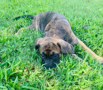 Twix -  Plott Hound Dog for Adoption in Princeton, Massachusetts - Twix | PetCurious