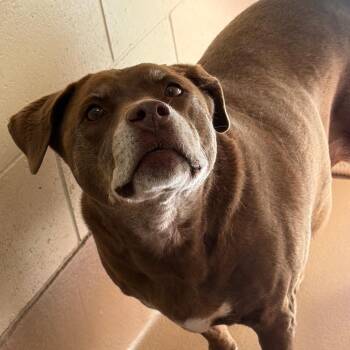 Luna Moon -  Chocolate Labrador Retriever and Mixed Breed Dog for Adoption in Reno, Nevada - Luna Moon | PetCurious