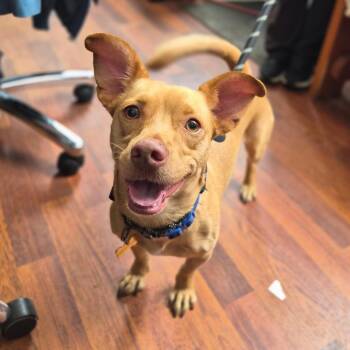 Smokey -  Terrier Dog for Adoption in Wahiawa, Hawaii - Smokey | PetCurious
