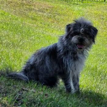 Cosette -  Pug and Miniature Poodle Dog for Adoption in Alma, Wisconsin - Cosette | PetCurious