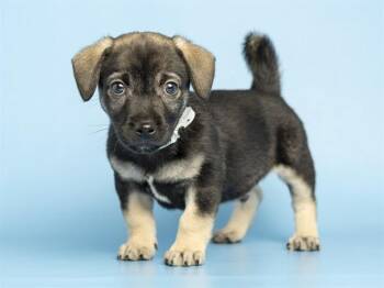 BROWNIE -  Husky and Poodle Dog for Adoption in Phoenix, Arizona - BROWNIE | PetCurious