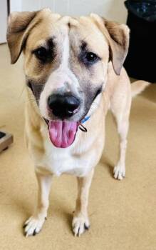 DIGIORNO -  Labrador Retriever and Mixed Breed Dog for Adoption in Derwood, Maryland - DIGIORNO | PetCurious