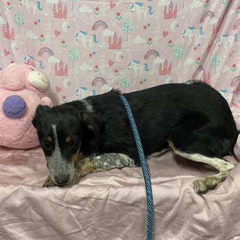 KRISSY -  Australian Cattle Dog Blue Heeler Dog for Adoption in Modesto, California - KRISSY | PetCurious