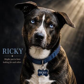Ricky -  Husky and Pit Bull Terrier Dog for Adoption in Cumming, Georgia - Ricky | PetCurious