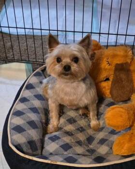 Yorkshire Terrier Dogs Available for Adoption in Richmond, Kentucky - Sammy | PetCurious