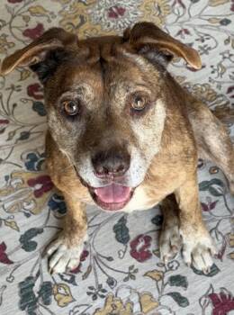 Pit Bull Terrier and Mixed Breed Dogs Available for Adoption in Fort Worth, Texas - Jolene | PetCurious