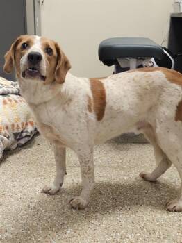 MACEY -  English Coonhound and Beagle Dog for Adoption in Clyde, North Carolina - MACEY | PetCurious