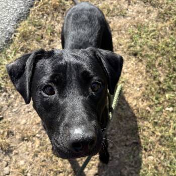 Rescue Black Labrador Retriever Dogs for Adoption in Franklin, North Carolina - Miley | PetCurious