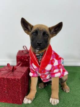 Belgian Shepherd Malinois and German Shepherd Dog Dogs Available for Adoption - Bo | PetCurious
