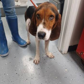 Sable -  Treeing Walker Coonhound Dog for Adoption in New Tazewell, Tennessee - Sable | PetCurious