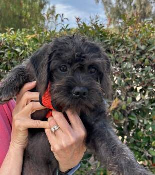 Michael -  Labradoodle and Pug Dog for Adoption in San Diego, California - Michael | PetCurious