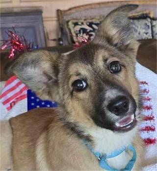 Rescue Border Collie and Belgian Shepherd Malinois Dogs for Adoption in Boerne, Texas - Huck | PetCurious