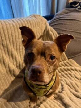 Staffordshire Bull Terrier and Mixed Breed Dogs Available for Adoption - Coco | PetCurious