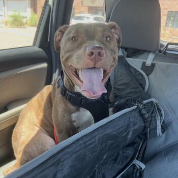 845 (2026) JJ -  Pit Bull Terrier and Mixed Breed Dog for Adoption in Parker, Colorado - 845 (2026) JJ | PetCurious