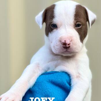 Rescue Mixed Breed Dogs for Adoption in Berwick, Maine - JOEY - ARRIVING IN MAINE MID-DECEMBER | PetCurious