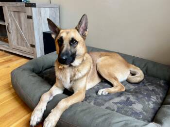 Loki -  German Shepherd Dog Dog for Adoption in Cincinnati, Ohio - Loki | PetCurious