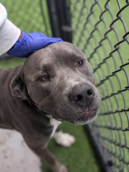 Rescue Pit Bull Terrier Dogs for Adoption in Eagle, Idaho - Blue **Courtesy Post. Out Of Town Pet. See Below For Details** | PetCurious