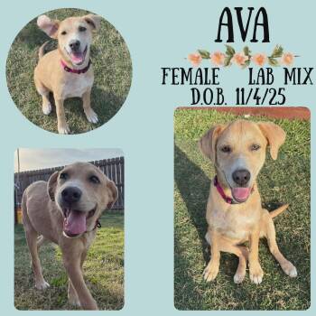 Labrador Retriever Dogs Available for Adoption in Caldwell, Texas - Ava | PetCurious