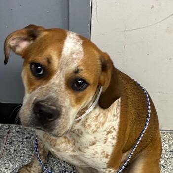 English Bulldog and Cattle Dog Dogs Available for Adoption in Birmingham, Alabama - Felicia | PetCurious