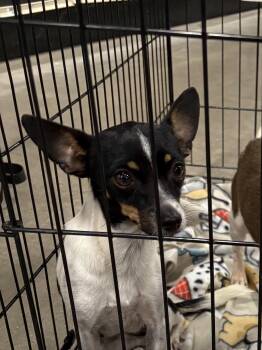 Rescue Chihuahua Dogs for Adoption in Coldwater, Michigan - Holly | PetCurious