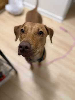 Maple -  Vizsla Dog for Adoption in New York, New York - Maple | PetCurious