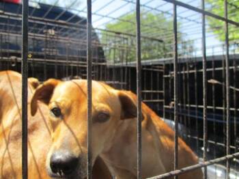 Labrador Retriever Dogs Available for Adoption in Ocala, Florida - A380882 | PetCurious