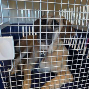 Rescue Jindo and Mixed Breed Dogs for Adoption in Northbrook, Illinois - Jasmine | PetCurious