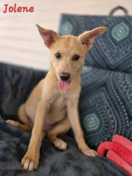 Terrier Dogs Available for Adoption in Houston, Texas - Jolene | PetCurious