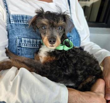 Toby -  Miniature Poodle Dog for Adoption in Saint Clairsville, Ohio - Toby | PetCurious