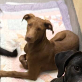 Sweet Pea -  Mixed Breed Dog for Adoption in Cedaredge, Colorado - Sweet Pea | PetCurious