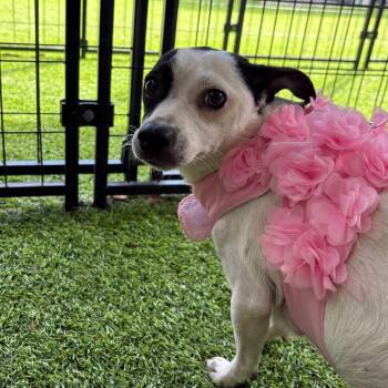 Chihuahua Dogs Available for Adoption in Tampa, Florida - Vanilla | PetCurious