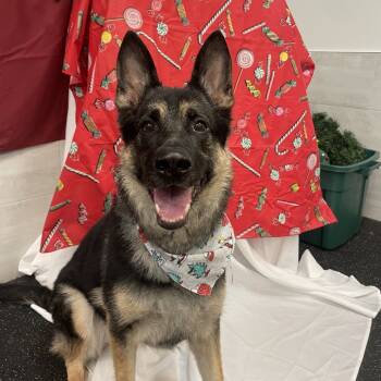 Rescue German Shepherd Dog Dogs for Adoption in Brockton, Massachusetts - Nyla | PetCurious