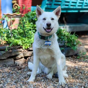 Husky Dogs Available for Adoption in Wake Forest, North Carolina - Chadwick | PetCurious
