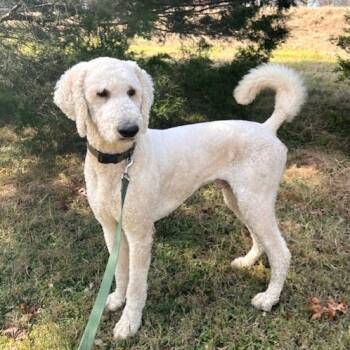 Rescue Golden Retriever and Poodle Dogs for Adoption in Duck River, Tennessee - Buoy | PetCurious