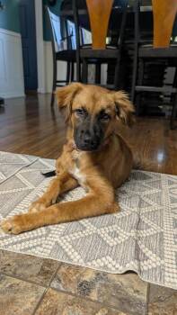 Reno -  Retriever Dog for Adoption - Reno | PetCurious