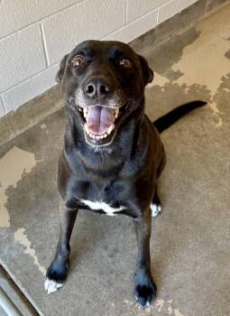 Rescue Black Labrador Retriever and Shepherd Dogs for Adoption in Sierra Vista, Arizona - Harley | PetCurious