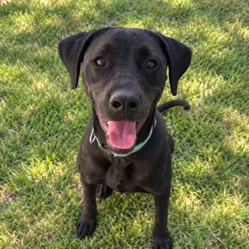 Dream -  Black Labrador Retriever Dog for Adoption in Warren, Ohio - Dream | PetCurious