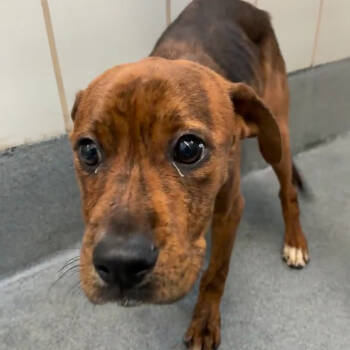 Rescue American Staffordshire Terrier Dogs for Adoption in San Antonio, Texas - Binkus | PetCurious