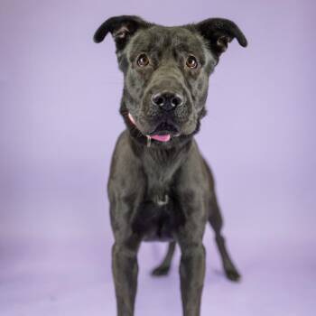 Mixed Breed Dogs Available for Adoption in Portland, Oregon - Tiff | PetCurious