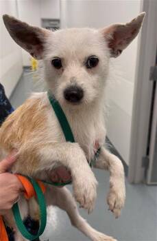 Chihuahua and Yorkshire Terrier Dogs Available for Adoption - STRAWBERRY | PetCurious