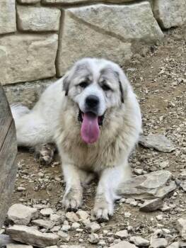 Maverick - Rehome -  Great Pyrenees Dog for Adoption in Monterey, Virginia - Maverick - Rehome | PetCurious