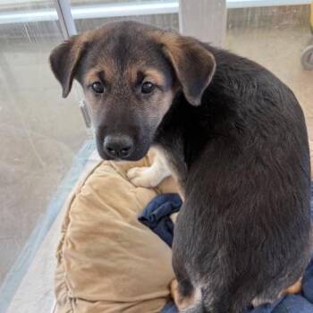 Judd -  Mixed Breed Dog for Adoption in Bentonville, Arkansas - Judd | PetCurious