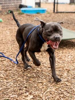 Dander- IN FOSTER -  Mixed Breed Dog for Adoption in Chamblee, Georgia - Dander- IN FOSTER | PetCurious