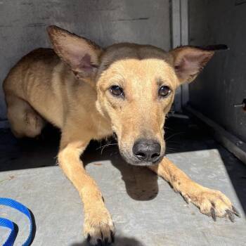 Bon Bon -  Labrador Retriever and Mixed Breed Dog for Adoption in Edinburg, Texas - Bon Bon | PetCurious